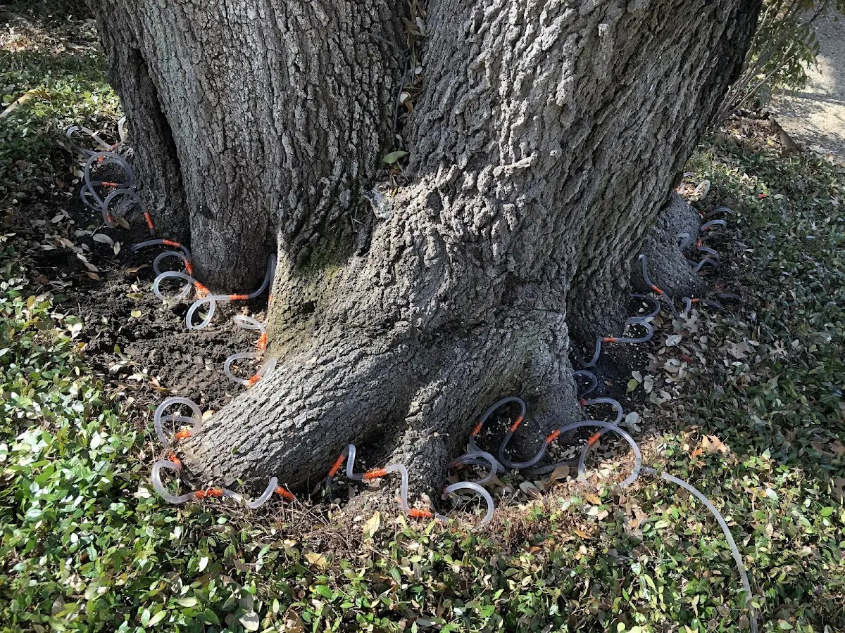 Detailed Tree Cabling and Bracing job site in Southwest Harbor