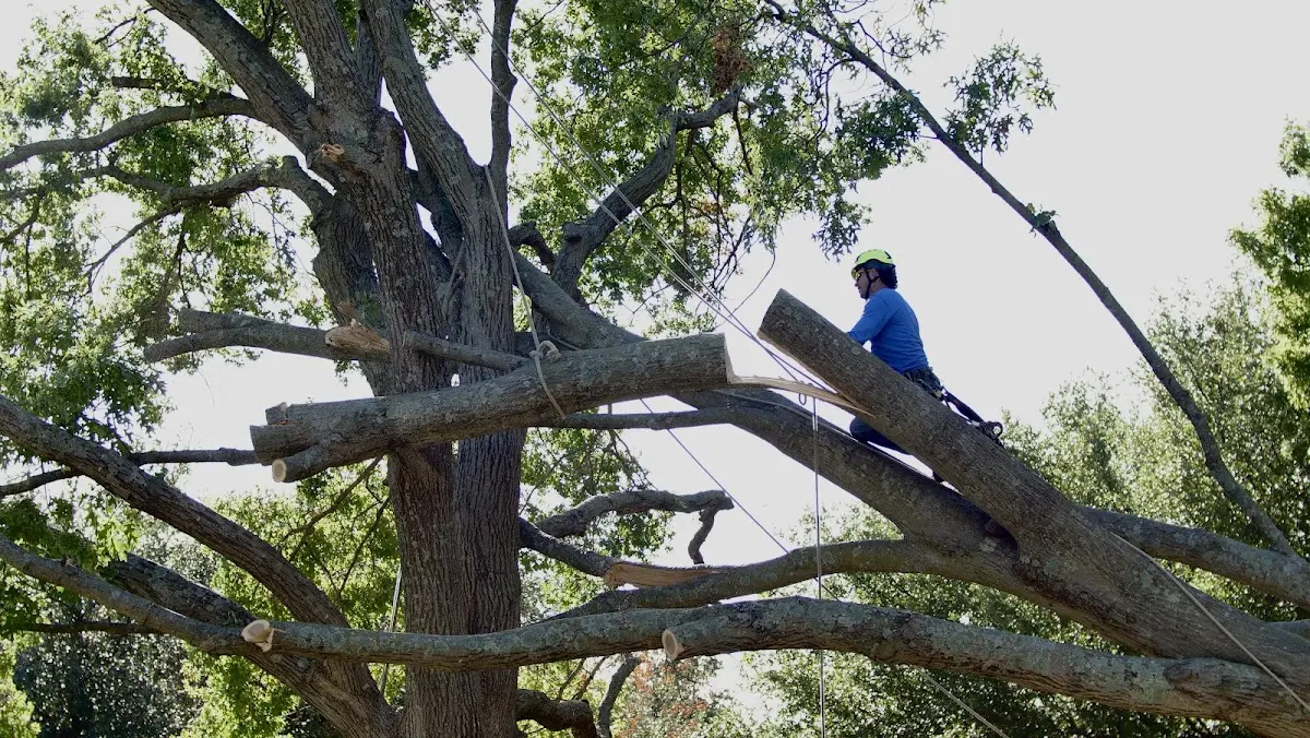 Professional Crown Thinning performed by certified arborists in Southwest Harbor