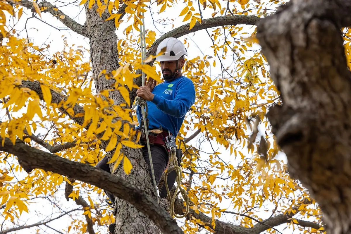 Skilled Tree Pruning crew working in Southwest Harbor