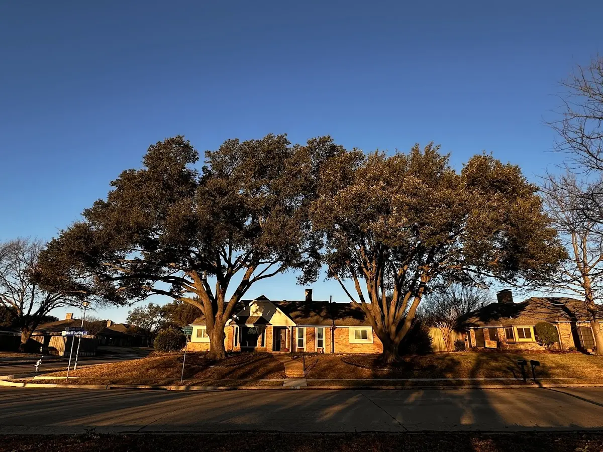 Established residential canopy tree shading a home in Southwest Harbor